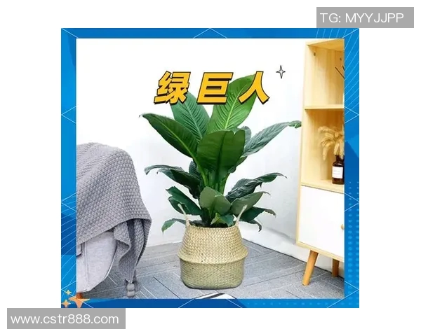 盆栽艺术：如何打造独特的室内绿意空间，提升生活品质与美感